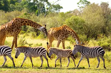 Generate a random place in Fauna y safaris